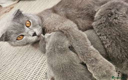 British Shorthair cats for sale: British Shorthair x Scottish Fold - Image 5