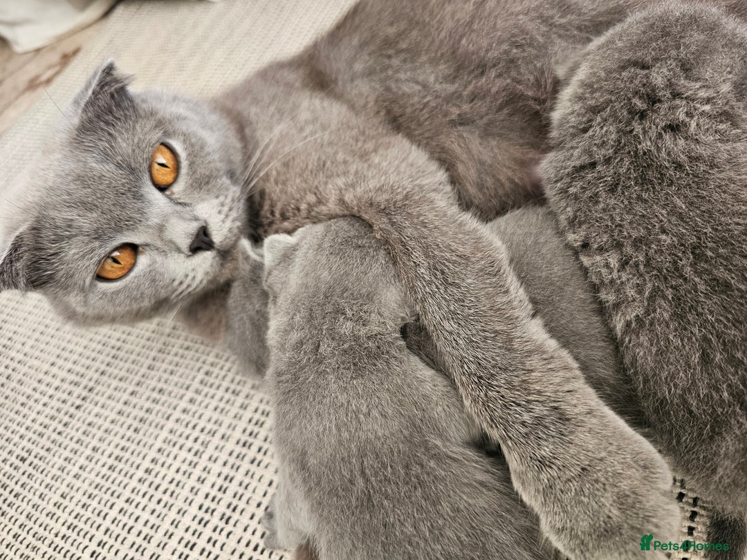 British Shorthair cats for sale: British Shorthair x Scottish Fold - Image 5
