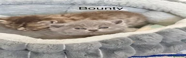 British Shorthair 2 Bounty Boy grey 