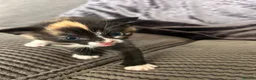 Mixed Breed cats for sale: Maine coon x ragdoll x kittens - Advert 13