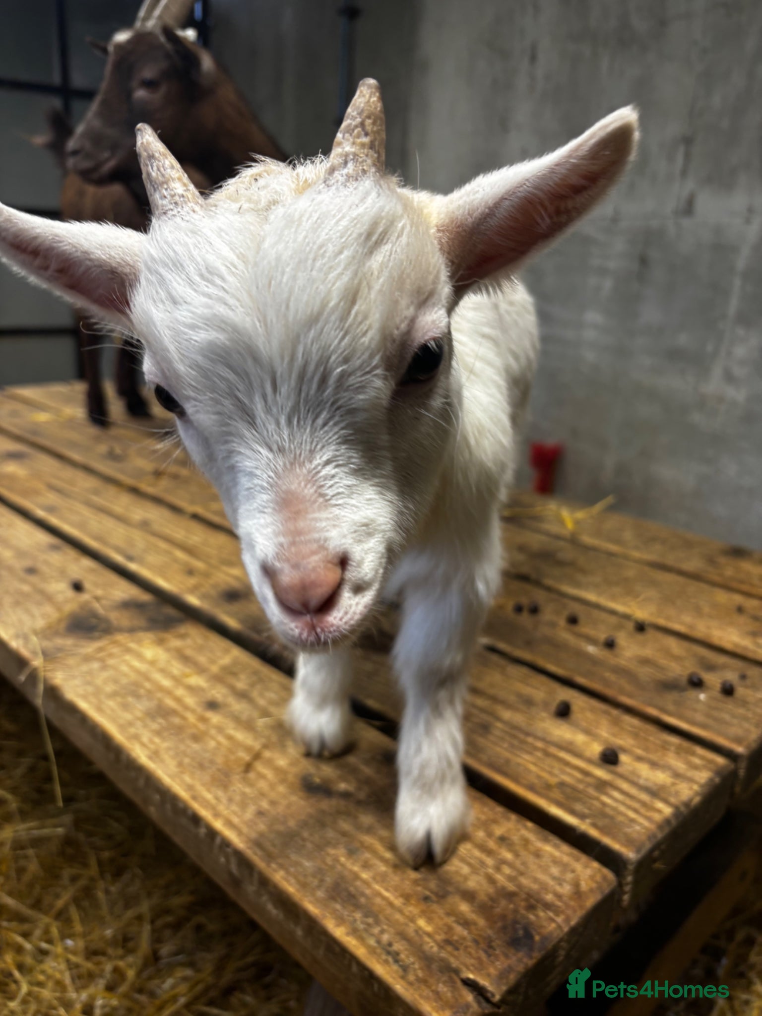 Goats livestock Gorgeous Pygmy Goats - Ready from mid /end April  - Advert 6