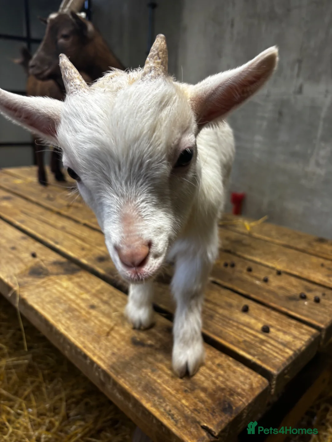 Goats livestock for sale: Gorgeous Pygmy Goats - Ready from mid /end April  - Advert 1