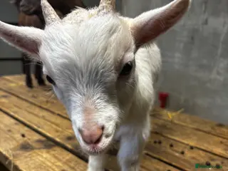 Goats livestock Gorgeous Pygmy Goats - Ready from mid /end April - Advert 6