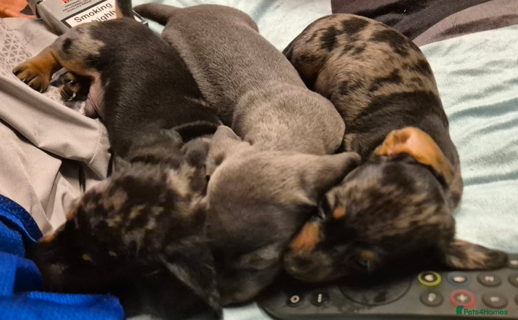 Miniature Dachshund dogs for sale - Advert 1