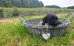 Cockerdor dogs for sale: Gorgeous cockador Puppies - Image 7