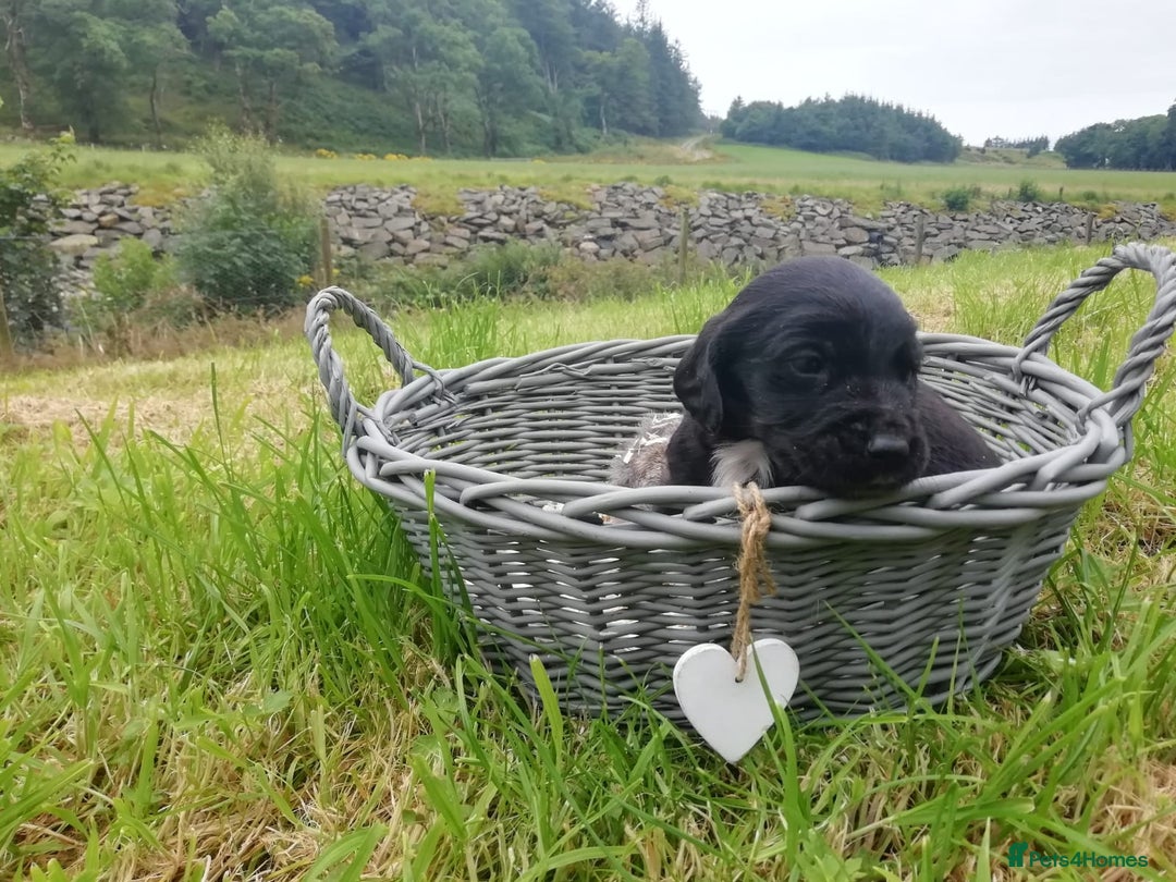 Cockerdor dogs for sale: Gorgeous cockador Puppies - Image 7