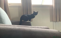 Mixed Breed cats for sale: Socks - Image 9