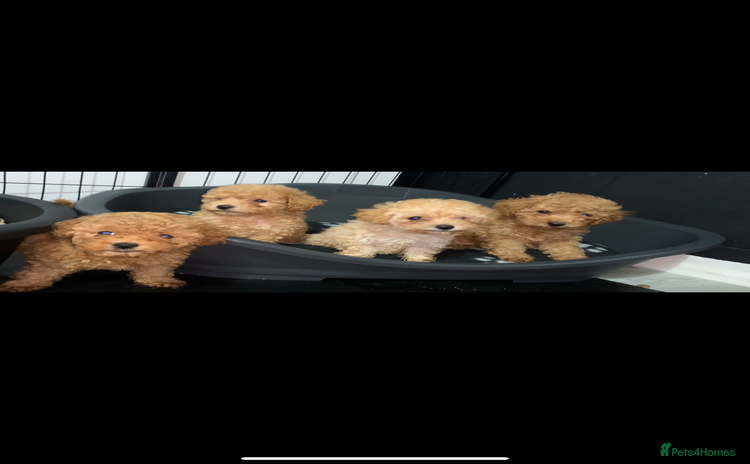 Poochon dogs - Advert 3