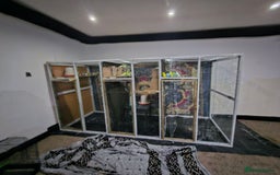 Budgerigars birds for sale: Budgies  - Advert 5