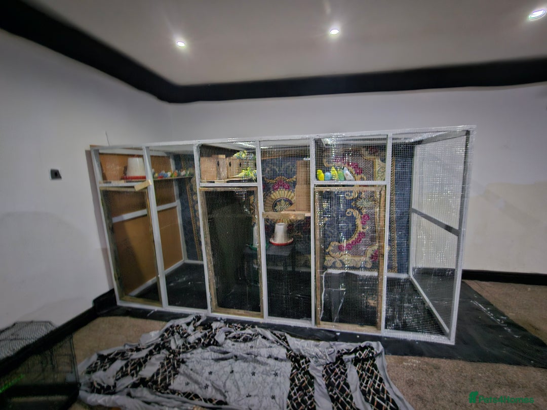 Budgerigars birds for sale: Budgies  - Advert 5