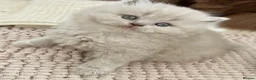 British Longhair cats for sale: Stunning lilac longhair British shorthair kittens. - Advert 3