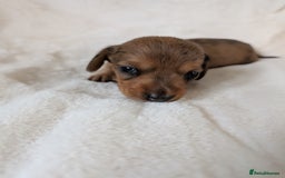 Miniature Dachshund dogs for sale: Smooth shaded red - Image 16
