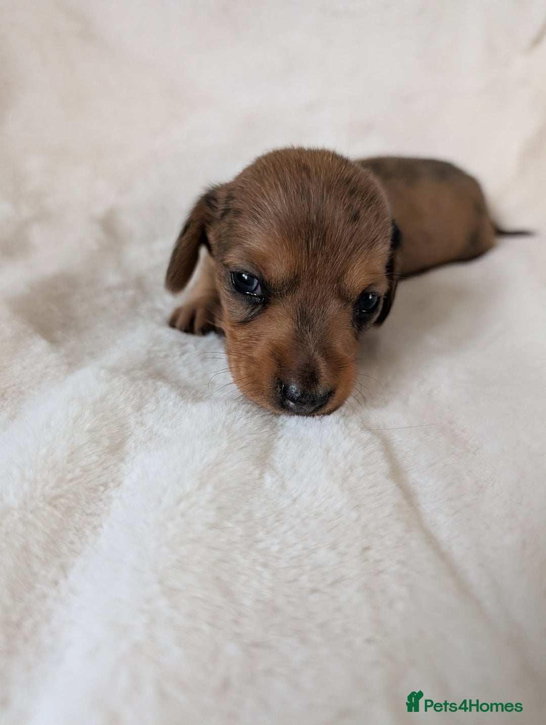 Miniature Dachshund dogs for sale: Smooth shaded red - Image 16