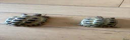 Tortoise reptiles for sale: 2 Horsefield torts, comes with full set up in Stockport - Advert 8