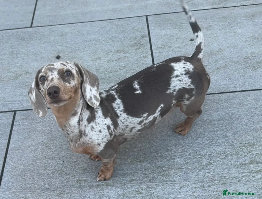 Dachshund dogs for sale: Dachshund pups  - Advert 1