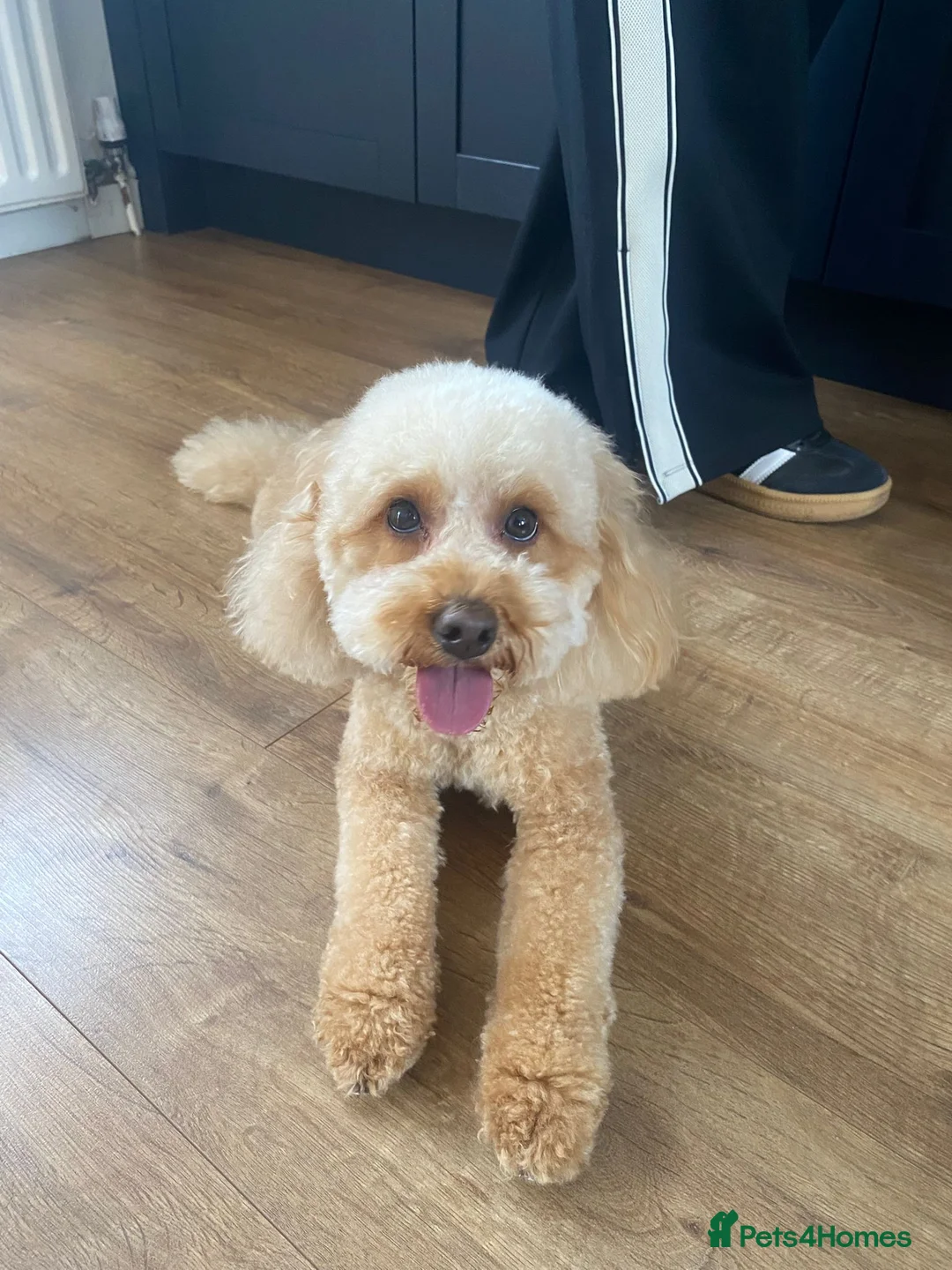 Gallery Image {{count}}