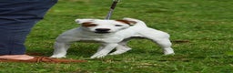 Jack Russell dogs for sale: Jack Russell Parson Type Dog Puppies For Sale - Advert 9