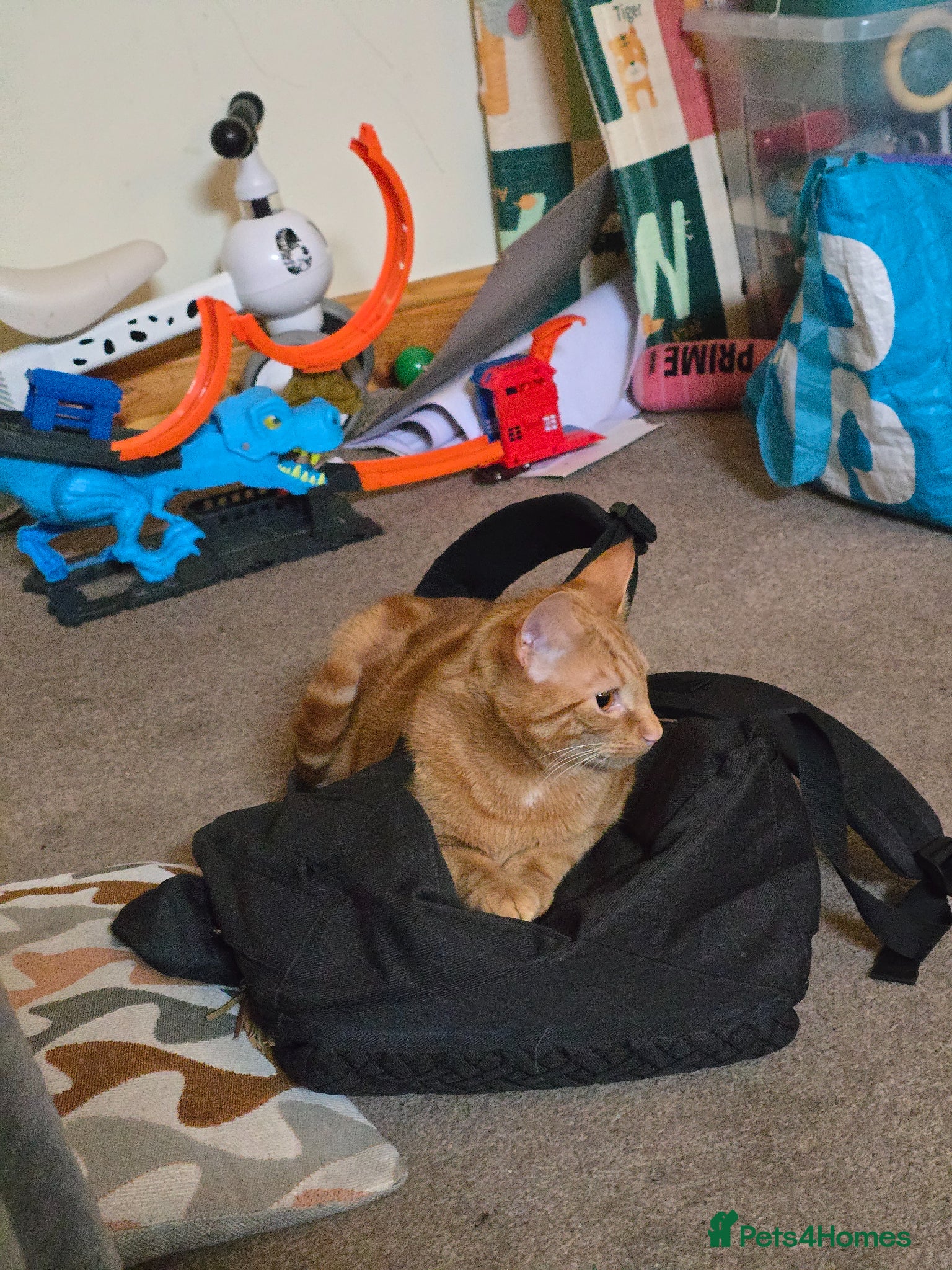 Mixed Breed cats Very loving male cat, named Terry  - Advert 1