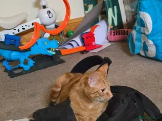 Mixed Breed cats Very loving male cat, named Terry - Advert 3