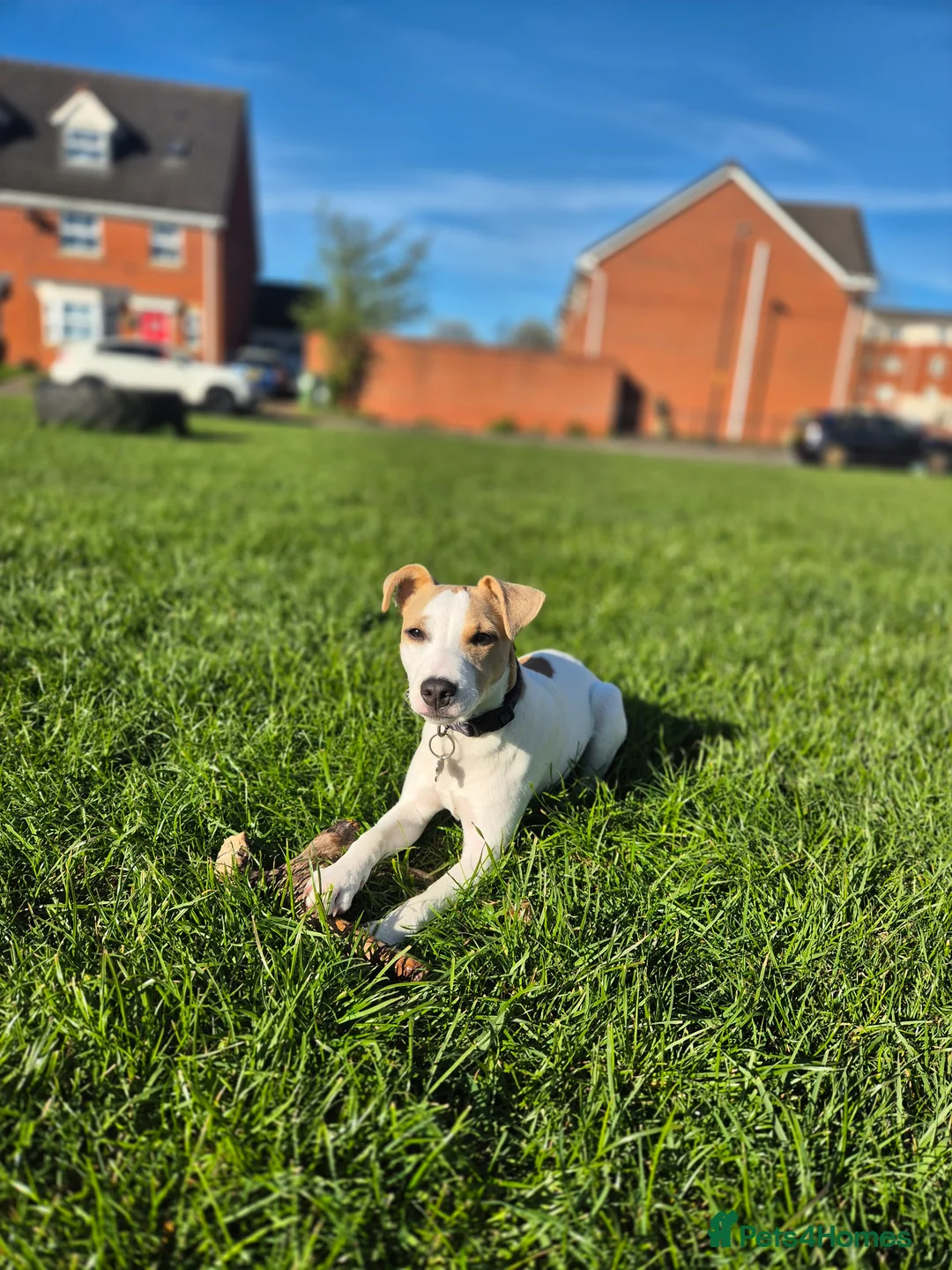 Jack Russell dogs for sale: Milo looking for a new home  in Walsall - Advert 2