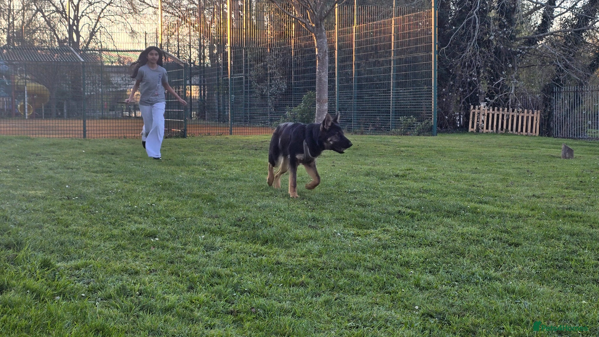 German Shepherd dogs German Shepherd puppy  - Advert 1