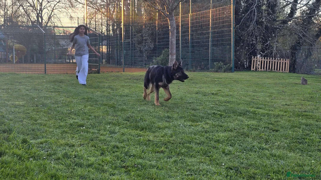 German Shepherd dogs for sale: German Shepherd puppy  in Harrow - Advert 1