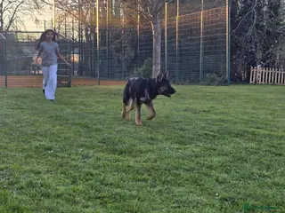 German Shepherd dogs German Shepherd puppy - Advert 1