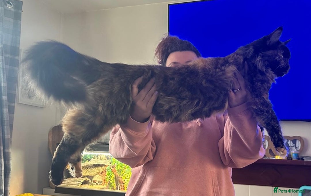 Maine Coon cats for sale: Kittens for sale  - Image 16