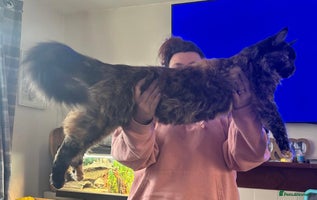 Maine Coon cats Kittens for sale - Advert 5