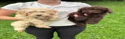 Cockapoo dogs for sale: Beautiful cockapoo puppy’s  - Advert 11