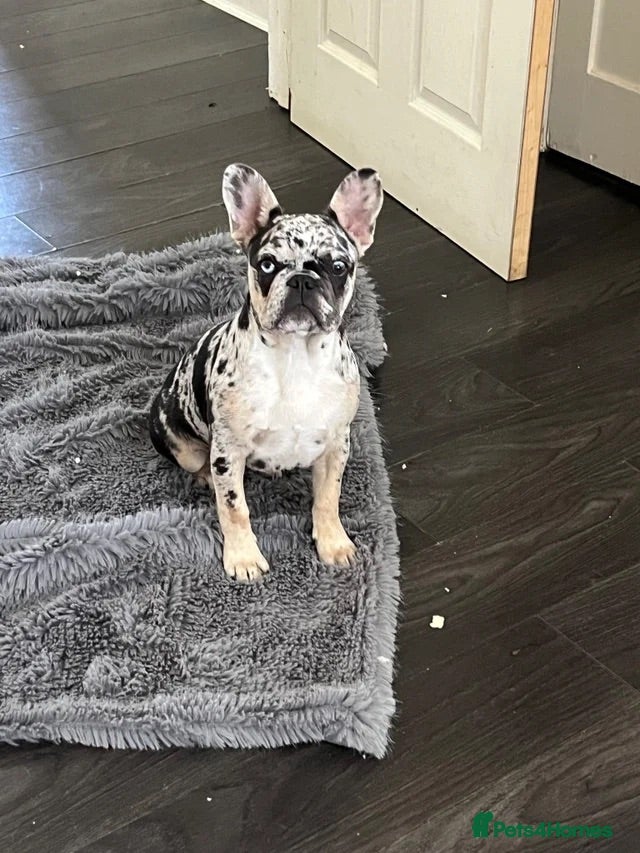 French Bulldog dogs Lilac and tan merl female French bulldog - Advert 1