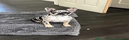 French Bulldog dogs for sale: Lilac and tan merl female French bulldog - Advert 1