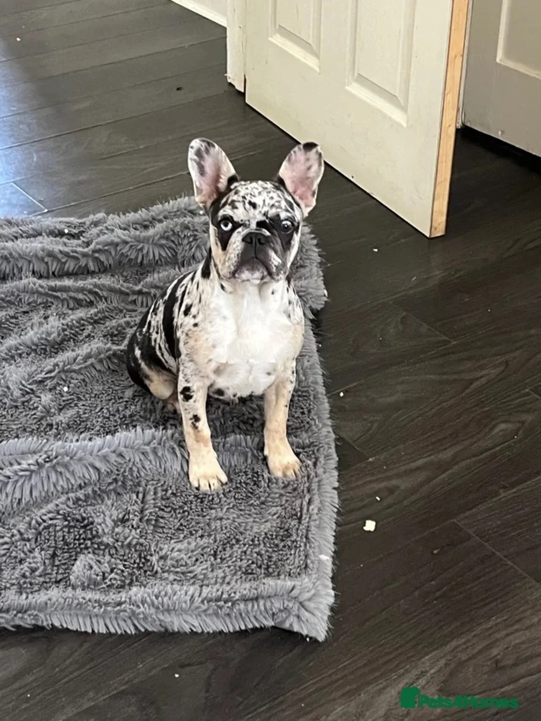 French Bulldog dogs for sale: Lilac and tan merl female French bulldog - Advert 1