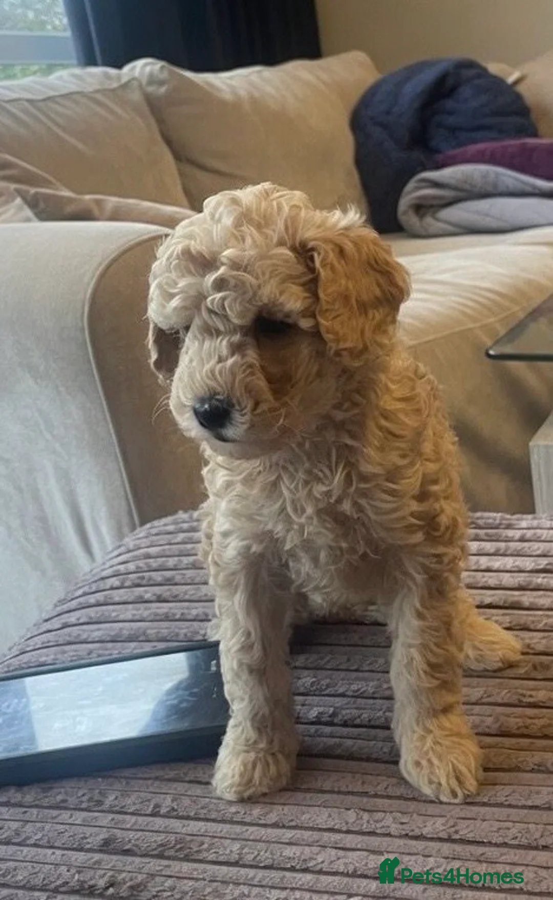 Mixed Breed dogs for sale: Toy poodle and miniature poodle mix puppies  - Advert 2