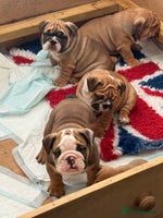English Bulldog dogs - Advert 3