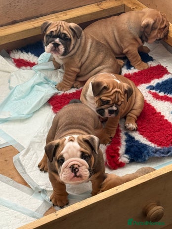 English Bulldog dogs - Advert 10