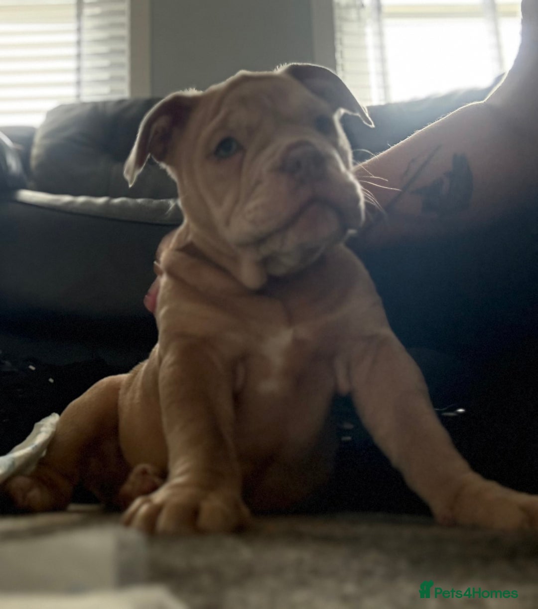 Olde English Bulldogge dogs for sale: Olde English bulldog  - Image 12
