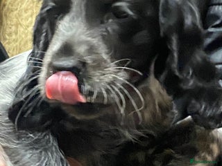 Cocker Spaniel dogs Beautiful cocker spaniel pups ready now - Advert 15