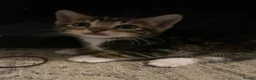 Mixed Breed cats for sale: Tabby boys  - Advert 2