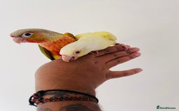 Conures birds for sale: Hand reared conures for sale  - Image 5