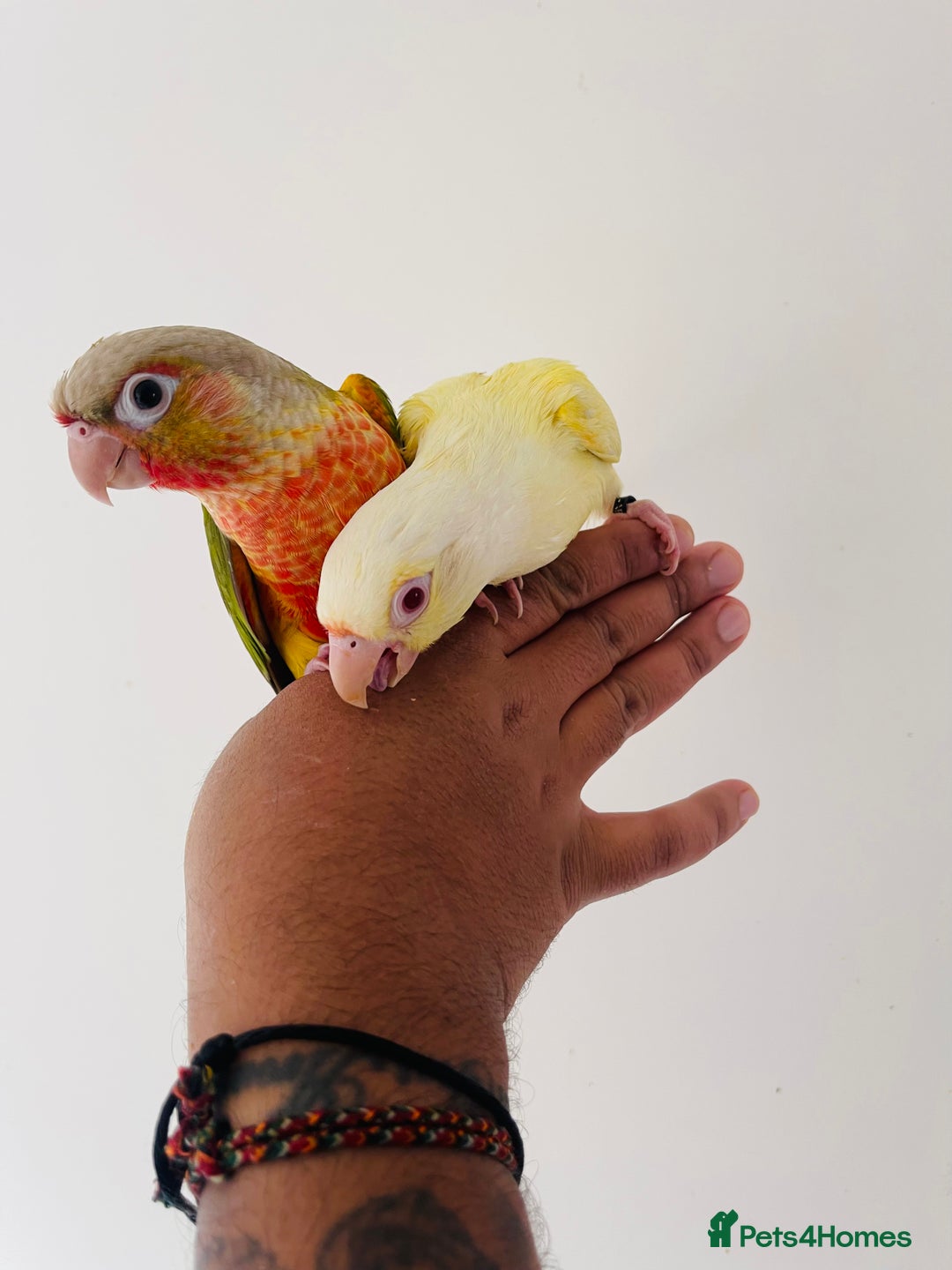 Conures birds for sale: Hand reared conures for sale  - Image 5