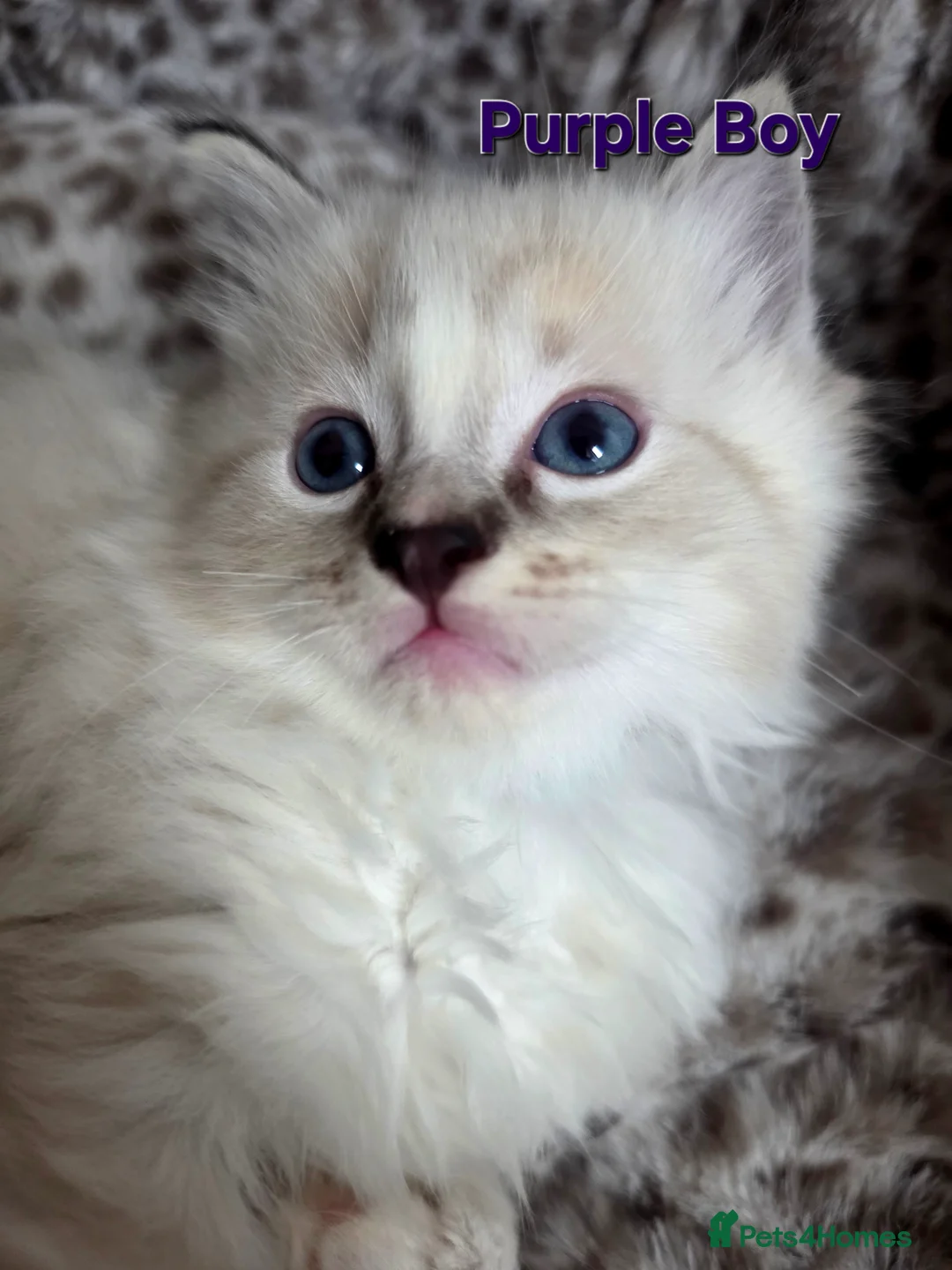Ragdoll cats for sale: Stunning Ragdoll kittens - Advert 4