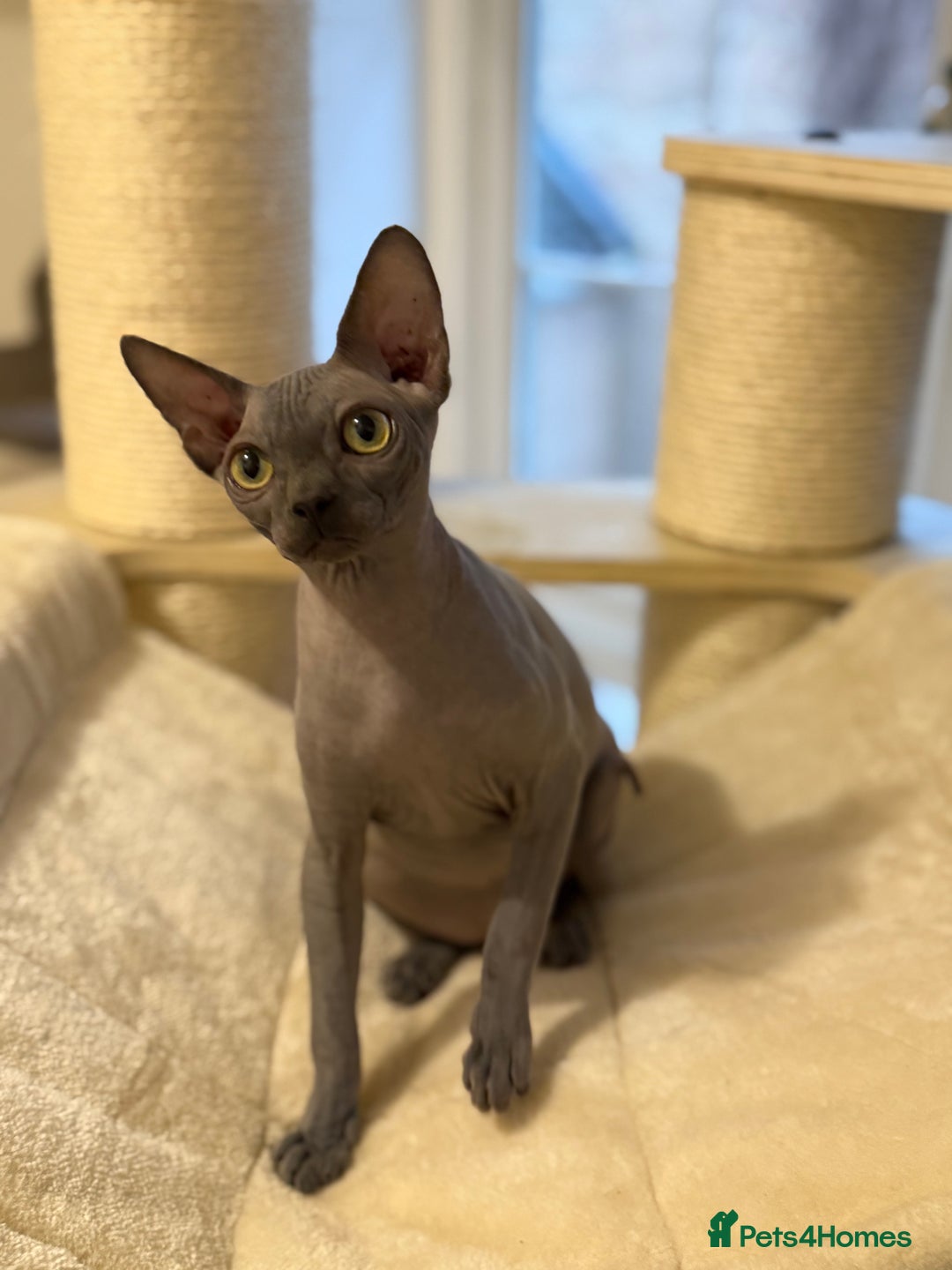 Sphynx cats for sale: Beautiful Blue Boys Looking for Their Forever home - Advert 3
