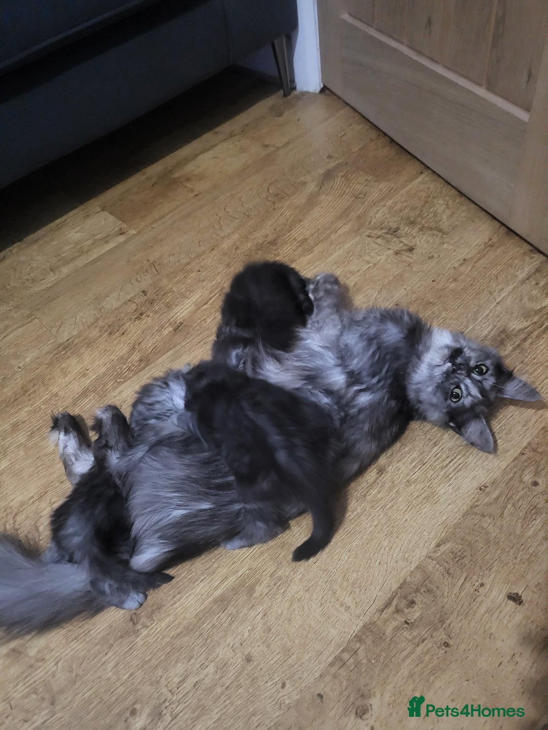 Maine Coon cats for sale:  TICA Registered Maine Coon Kittens Silver Tabby  - Image 8