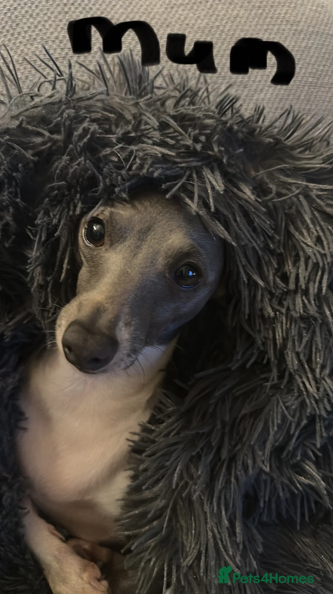 Italian Greyhound dogs for sale: Italian greyhound  - Advert 17