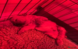 Cockapoo dogs for sale: F1B Cockapoo Puppies - Image 26