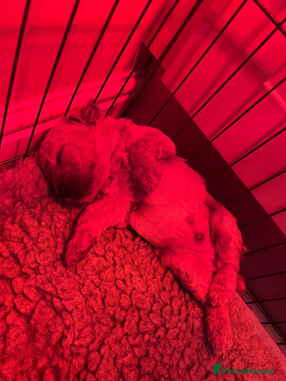 Cockapoo dogs for sale: F1B Cockapoo Puppies - Image 26