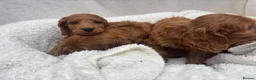 Cavapoo dogs for sale: Cavapoo puppies - Advert 20