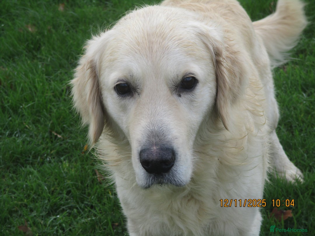 Golden Retriever dogs for sale: golden retriever kc reg x stud dog - Advert 2