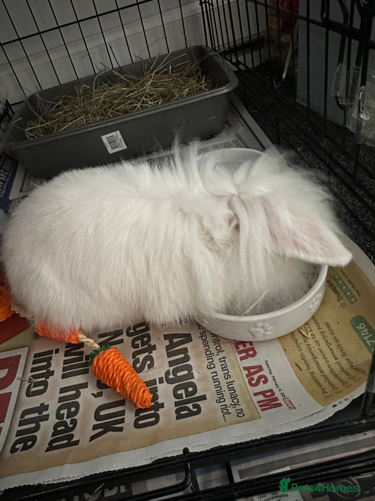 Mini Lion Lop rabbits Lionlop FREE - Advert 3